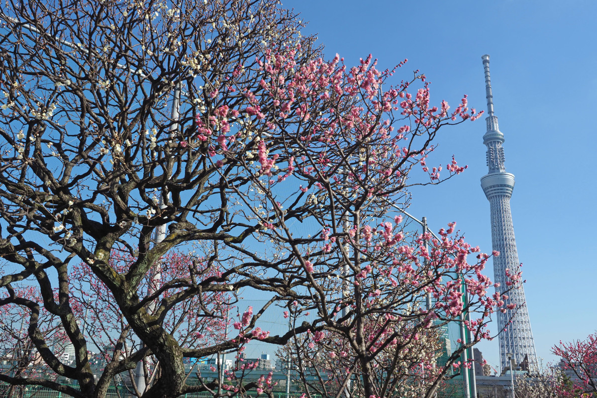 隅田公園から見る桜と東京スカイツリー